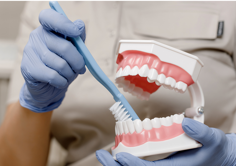 close up dentists hands shows artificial jaw how properly brush your teeth with 1