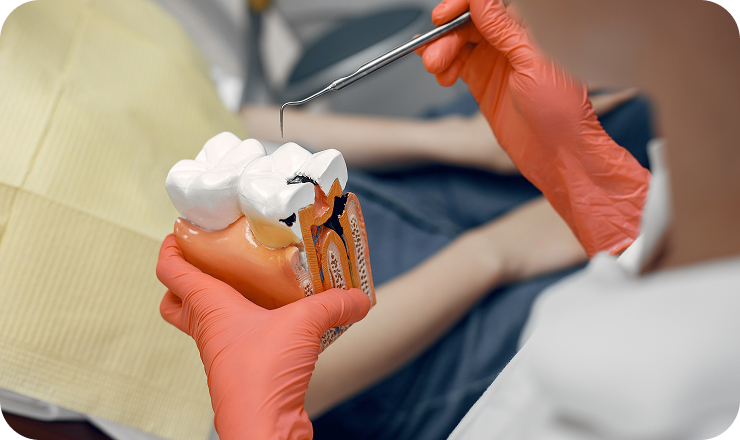 model tooth dentist doctor shows patient tooth reception dentist s office 1